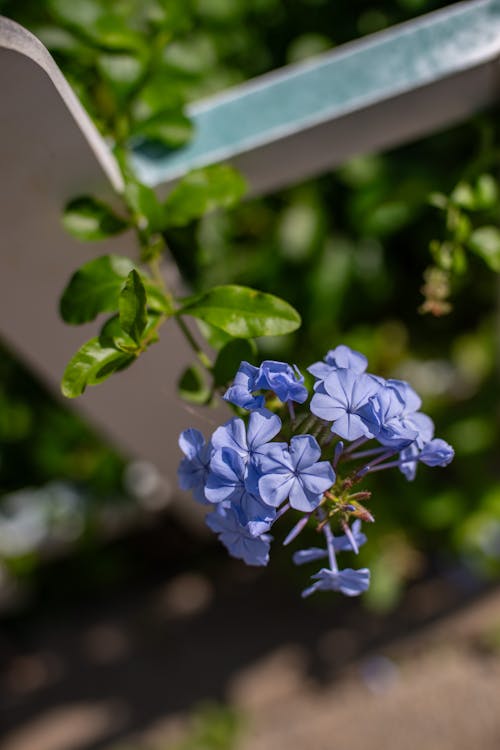 Kostnadsfri bild av blå plumbago, blommor, blomning