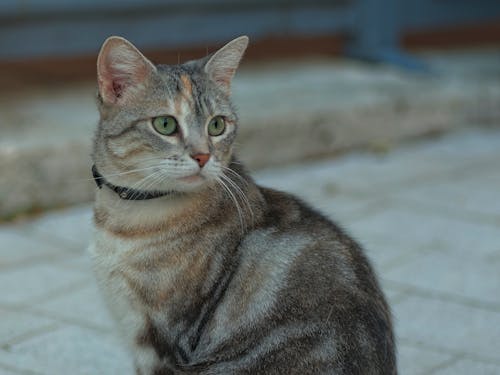 Tabby Cat Sitting