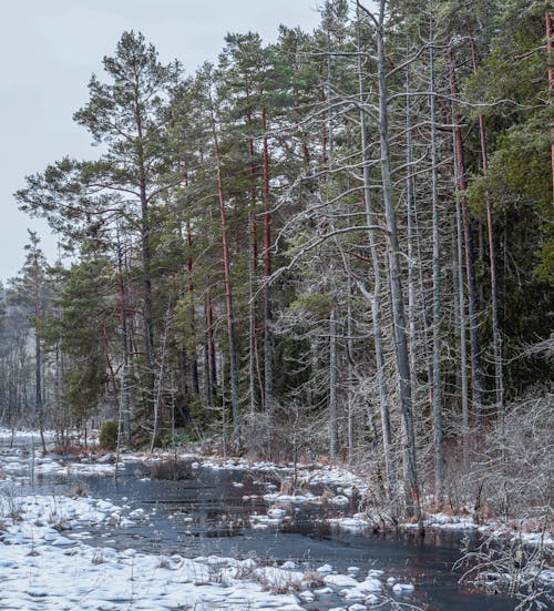 Frosty Trees in the Forest and a Frozen Body of Water 