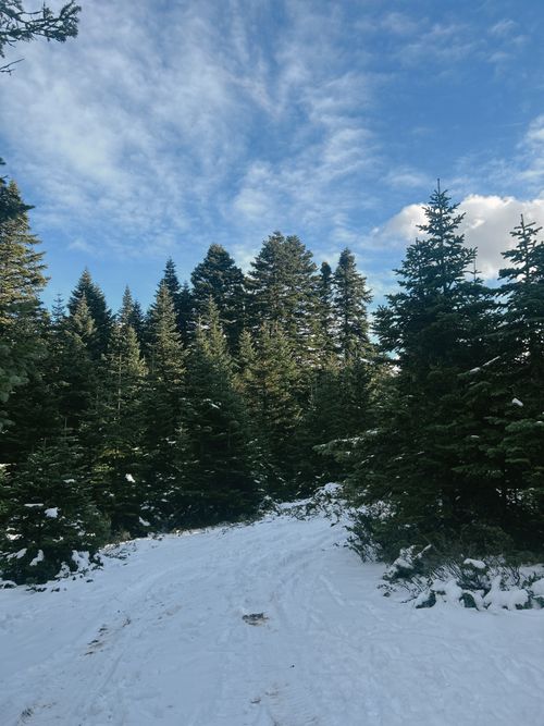 Free Explore a serene snowy forest path lined with evergreen trees under a bright winter sky in Türkiye. Stock Photo