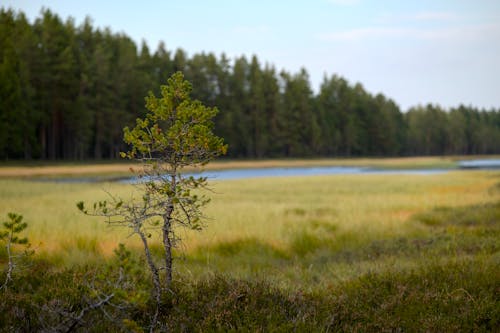 Kostenloses Stock Foto zu außerorts, baum, grasfläche