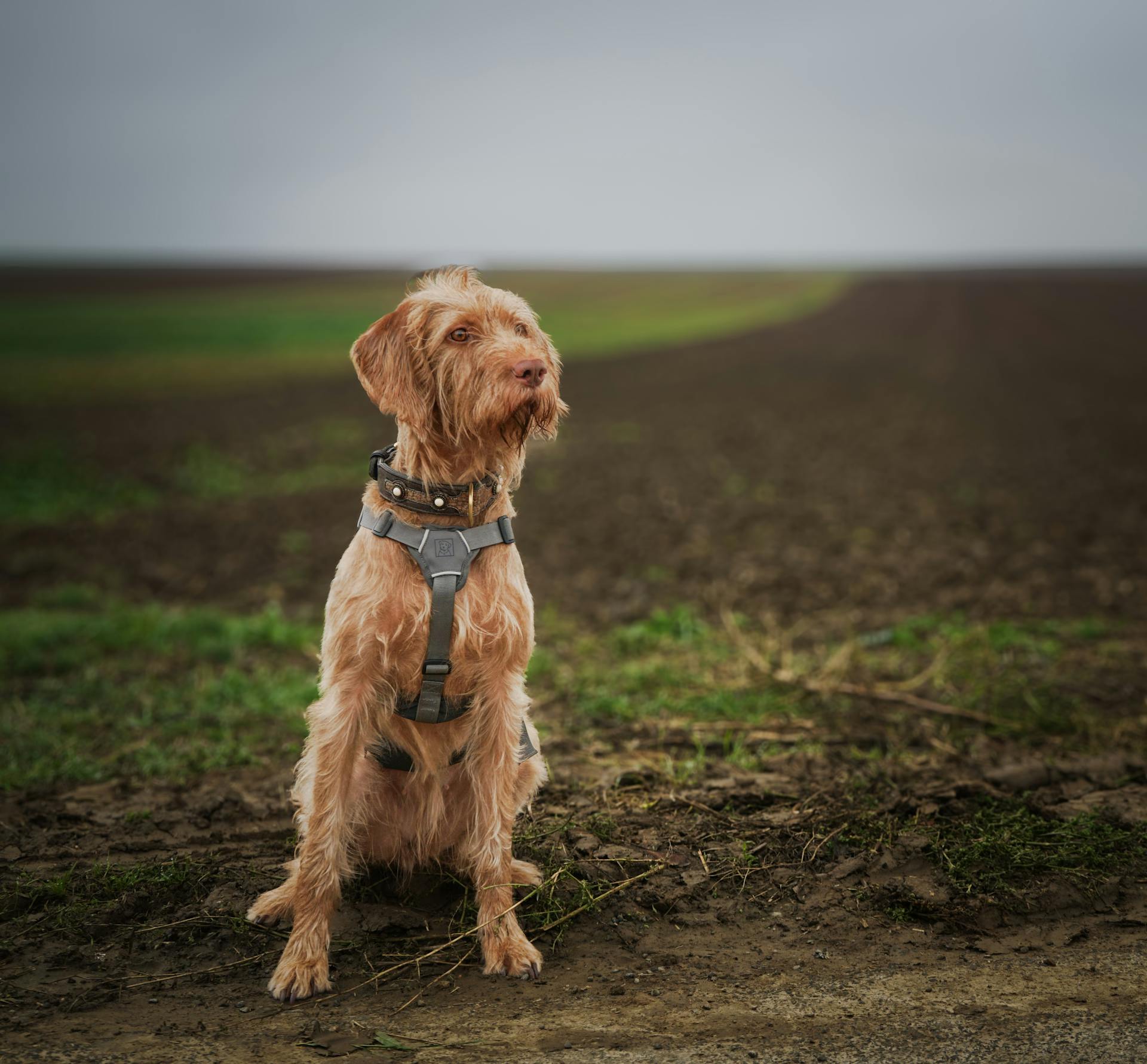 A Wirehaired Vizsla Dog Sitting on the Ground Outside