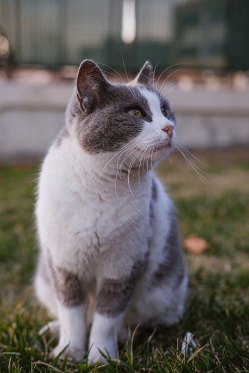 Immagine gratuita di addomesticato, albero di gatto, alla ricerca