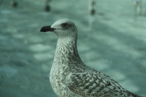 Portrait of Seagull on a Street 