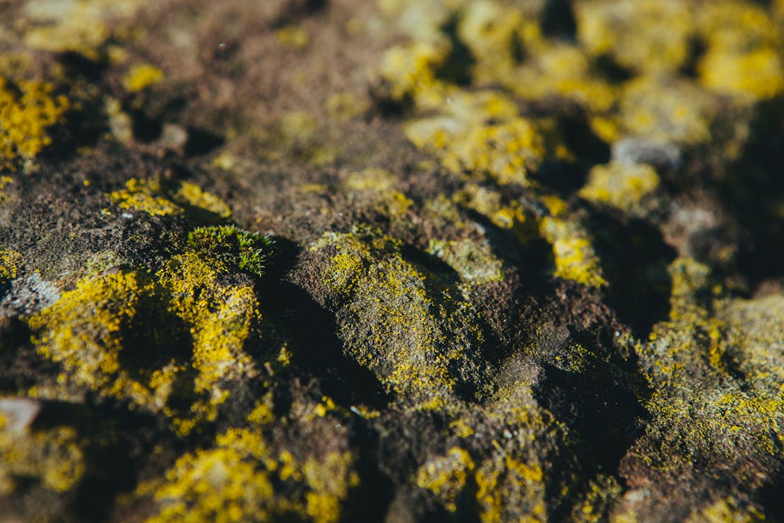 滑爽, 石頭, 苔蘚 的 免费素材图片