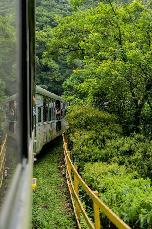 Train Among Trees in a Forest 