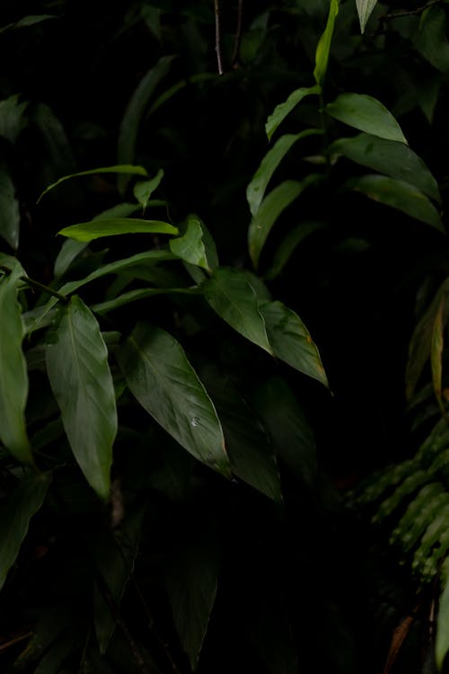 Green Leaves in a Jungle 