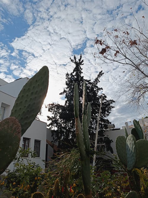 Free stock photo of bodrum, cactus plants, clouds sky