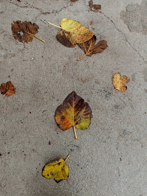 Free stock photo of leaf, road