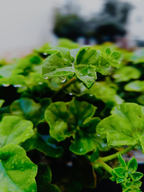 Free stock photo of foliage, green, leaf