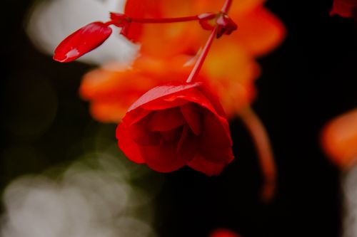 Free Beautiful close-up of a vibrant red flower with a blurred natural background. Stock Photo