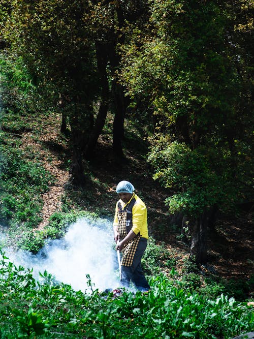 林場, 美麗的大自然, 茶園 的 免費圖庫相片