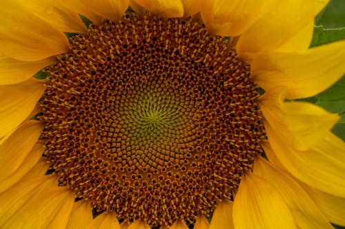 向日葵, 增長, 明亮 的 免费素材图片