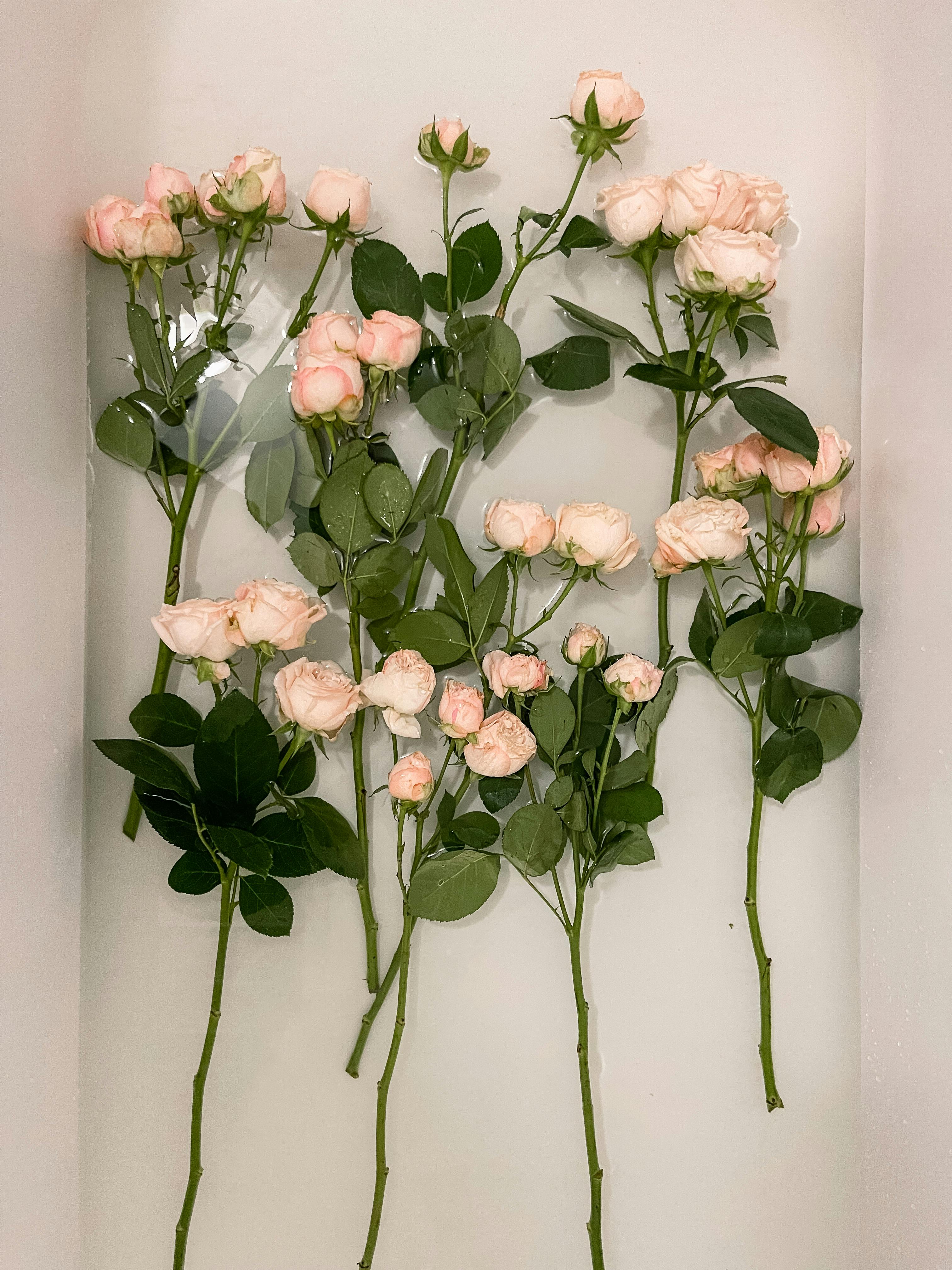 Soft pink roses gently float in a tranquil bath, offering a serene floral arrangement.