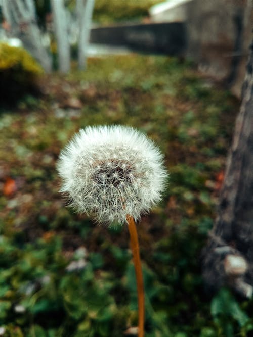 Free stock photo of bitki, dandelion, white