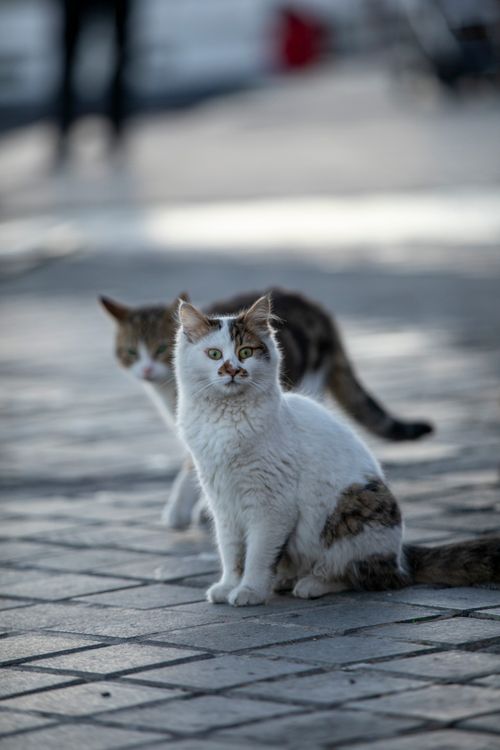 Free Two stray cats on a sunlit street in Istanbul, showcasing urban animal life. Stock Photo