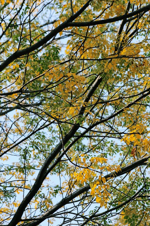 Branches of Tree in Autumn