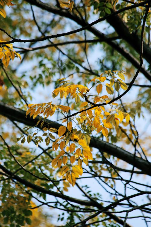 Free Golden autumn leaves on tree branches during fall, highlighting nature's beauty. Stock Photo