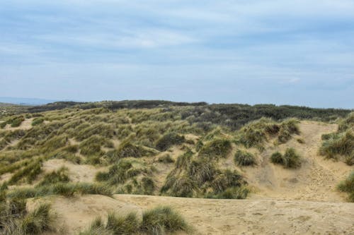 Foto profissional grátis de arbustos, areia, árido