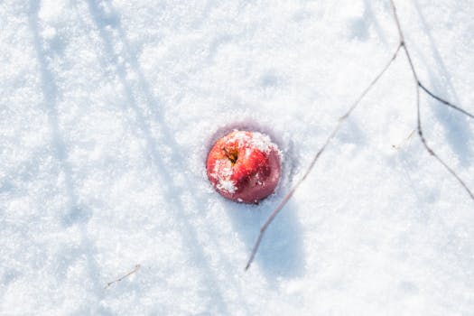 A red apple coated with snow resting on a blanket of fresh white snow outdoors.