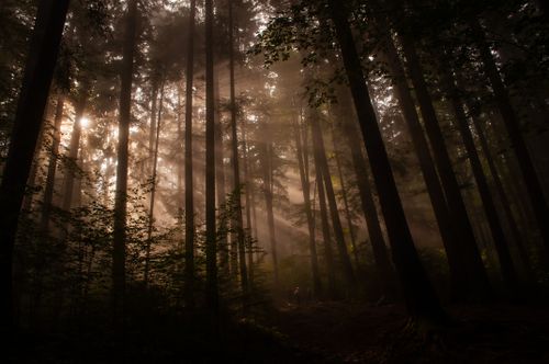 Free Misty forest with sunlight streaming through tall trees, creating a serene and atmospheric scene. Stock Photo