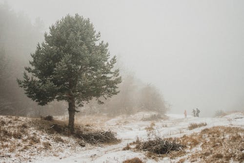 Fog over Single Tree in Winter