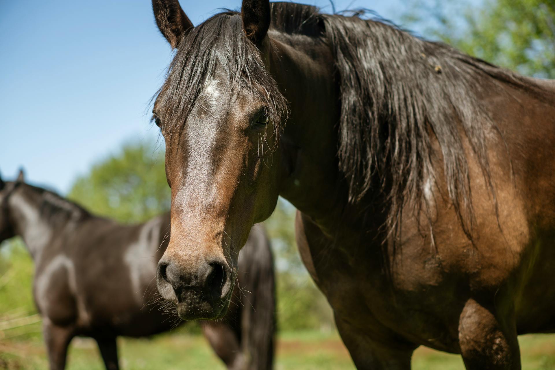 Close-up of a Brown Horse on a Stud Farm Pasture