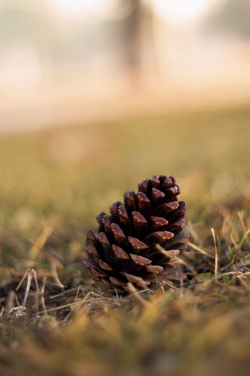 Free Detailed image of a pinecone on grass, perfect for autumn nature themes. Stock Photo