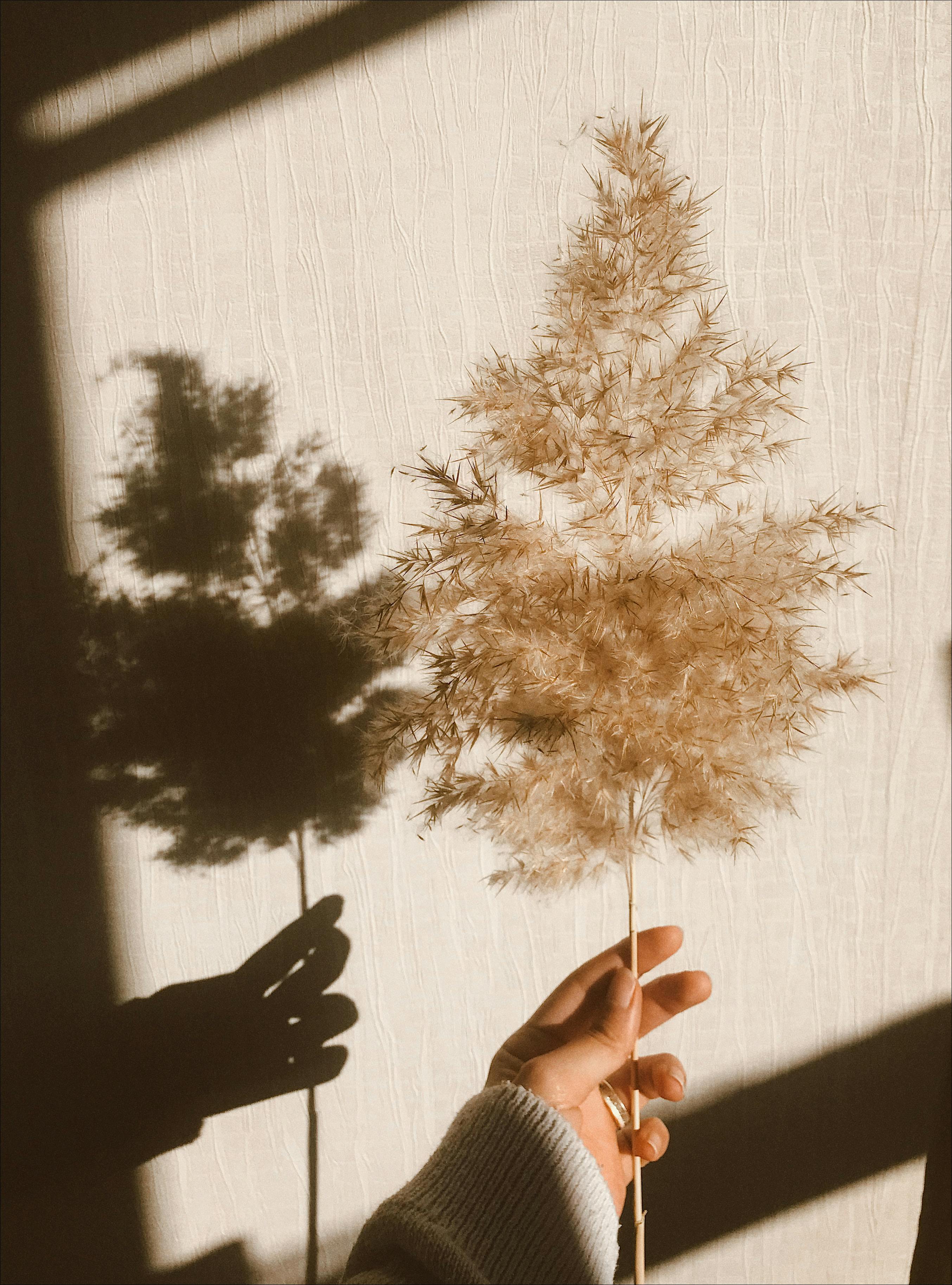 A delicate twig held by a hand casting a shadow against a warm wall, evoking a sense of tranquility.
