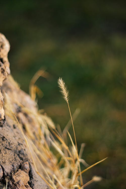 Thin Grass on Stone