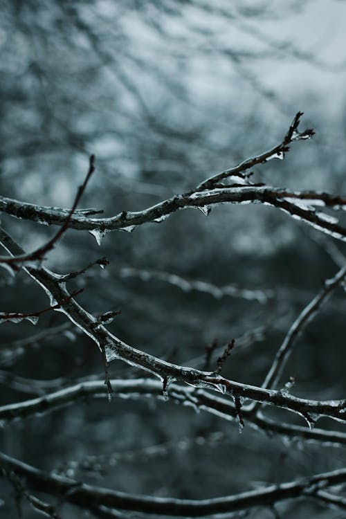 Ice on Branches in Winter