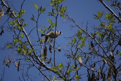 European Goldfinch Perching on Tree
