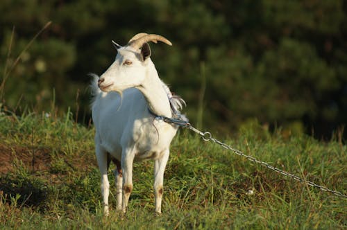 White Goat with Chain on Pasture