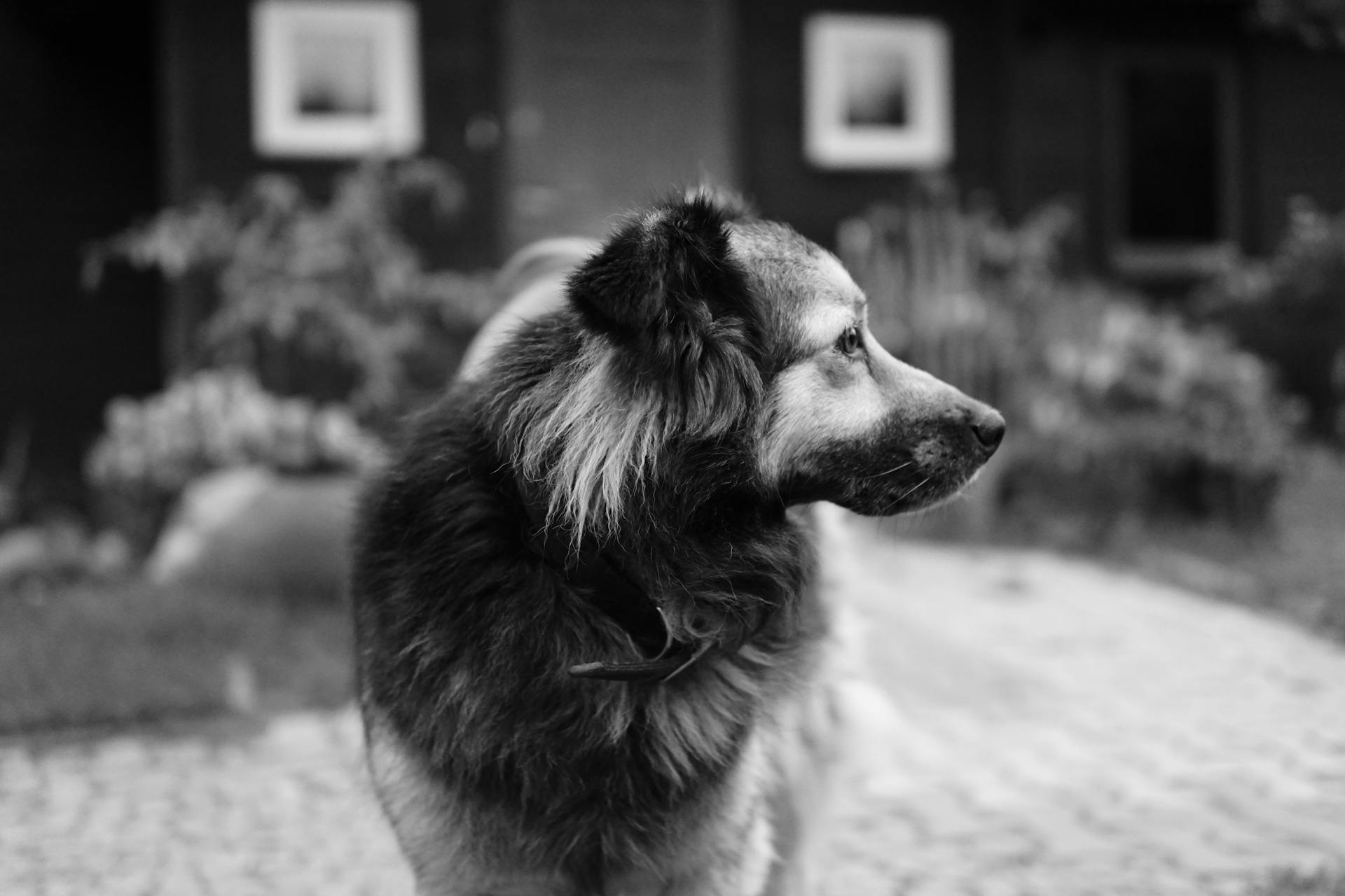 Basque Shepherd Dog