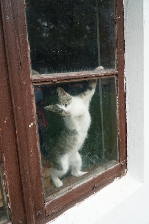 Cat Looking Out of the Window