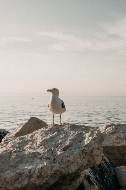 A seagull perched on rocks by the sea in Piran, Slovenia, showcasing coastal wildlife.