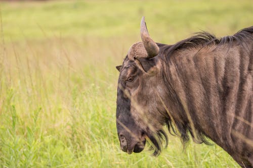 Gratis lagerfoto af antilope, blå gnagere, dyrefotografering