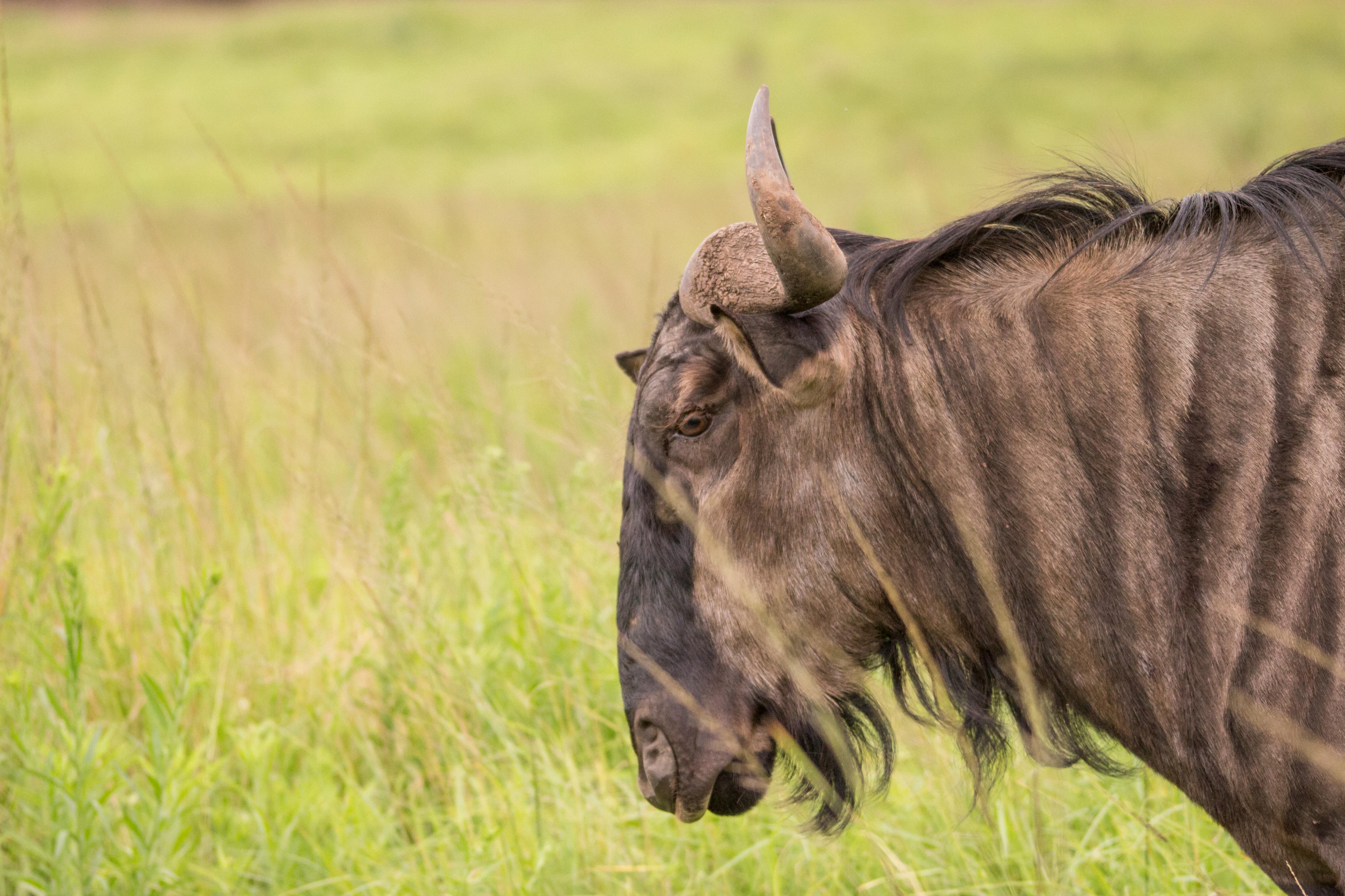 grátis Foto profissional grátis de África, ameaçado de extinção, animais selvagens Foto profissional