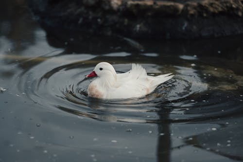 White Mandarin Duck Swimming in the Pond
