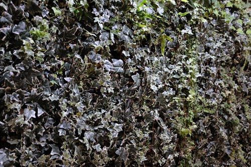 Free stock photo of living wall