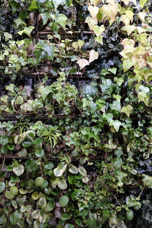 植物墙, 生活墙 的 免费素材图片