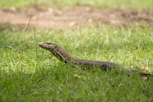 Snake in Grass