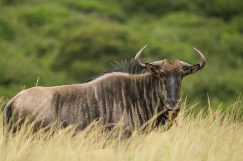 Afrika, Afrikalı, antilop içeren Ücretsiz stok fotoğraf