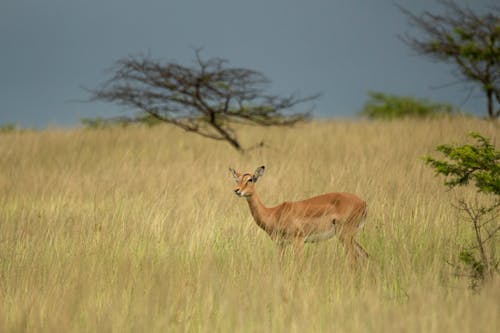 antilop, bozkır, çimenlik içeren Ücretsiz stok fotoğraf