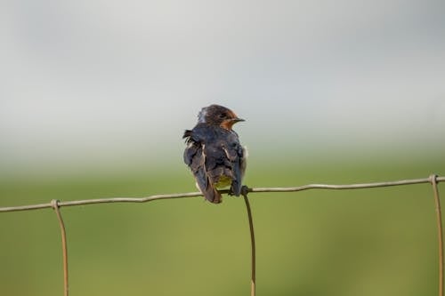 Close up of Small Bird