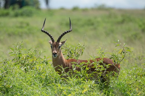 Δωρεάν στοκ φωτογραφιών με impala, rooibok, άγριος