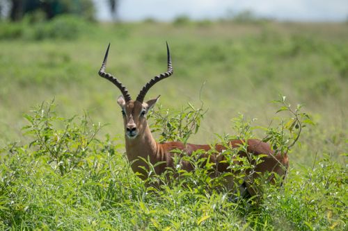 Free A magnificent impala with antlers stands in a green, grassy meadow, exuding grace and elegance. Stock Photo