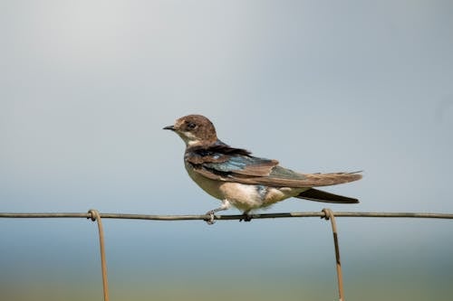 Small Bird Perching on Wire