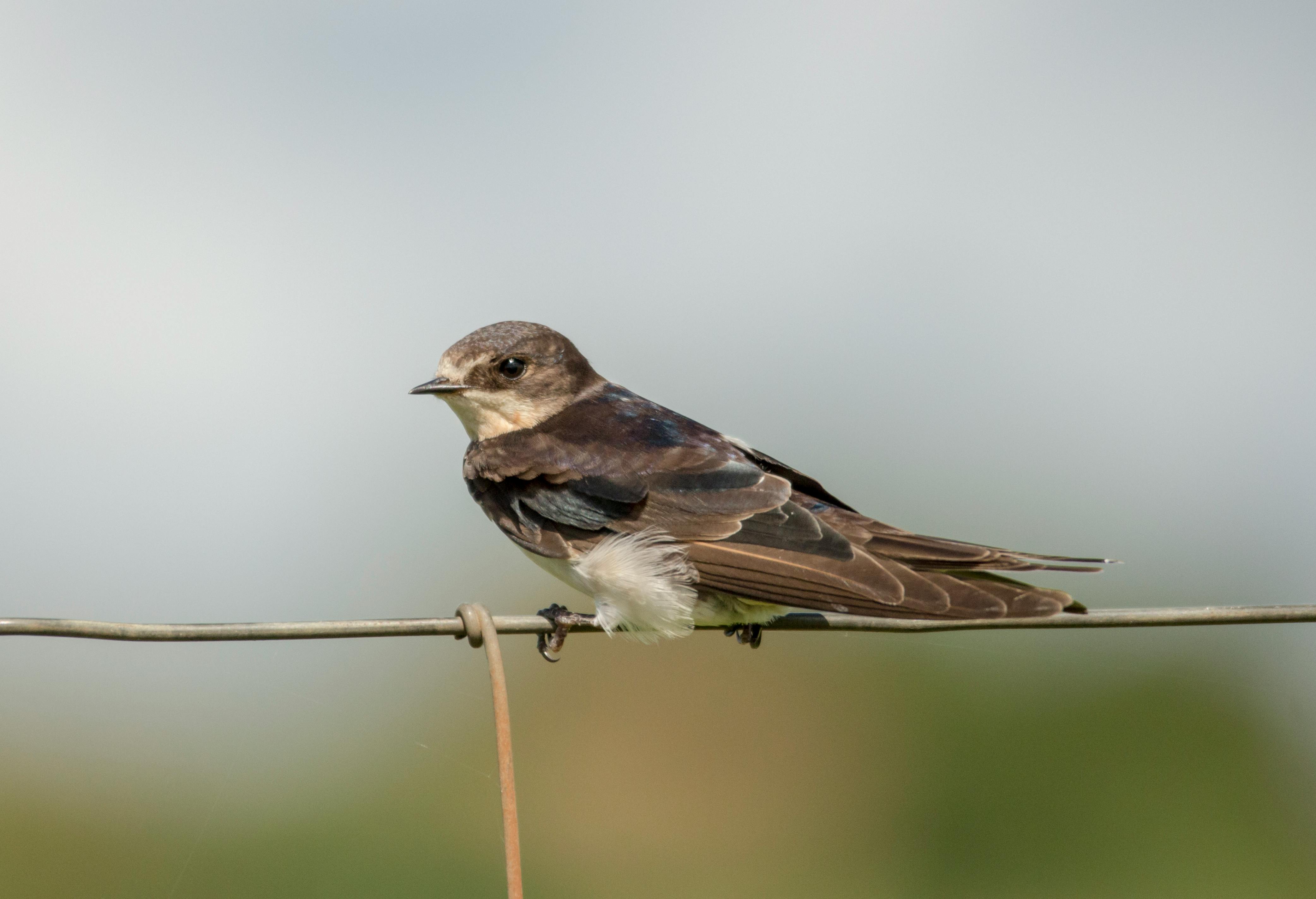 Sand Martin Colony — River Tyne