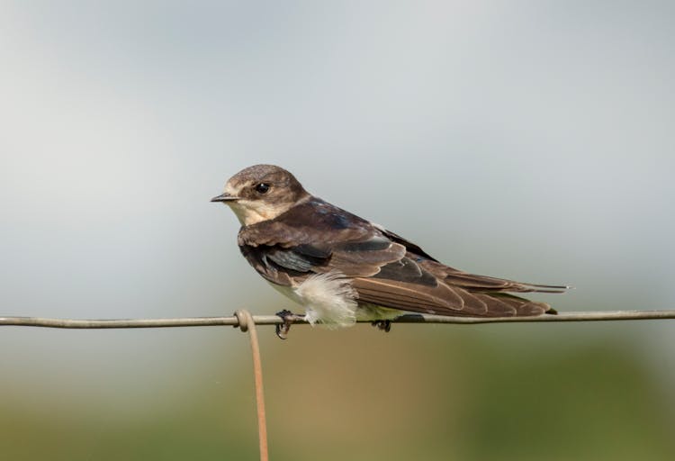 Side Angle Of A Sand Martin